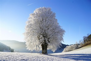 1 tree WhatsApp Image 2025-12-17 at 11.11.50.jpeg