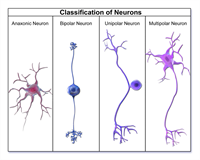 1125pxNeuronClassification1w952.png