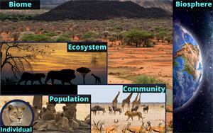 Levels_of_Organization_in_Ecology.png