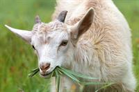 goat-1596880_1280.jpg