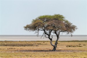 acacia-9565430_1280.jpg