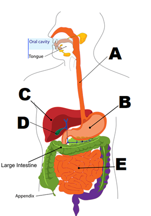 digestion303364960720.png