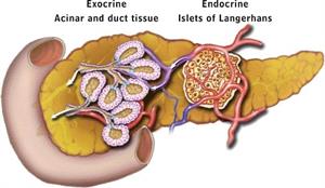 Pancreatic-Model-of-Exocrine-and-Endocrine-Function-Locations.jpg