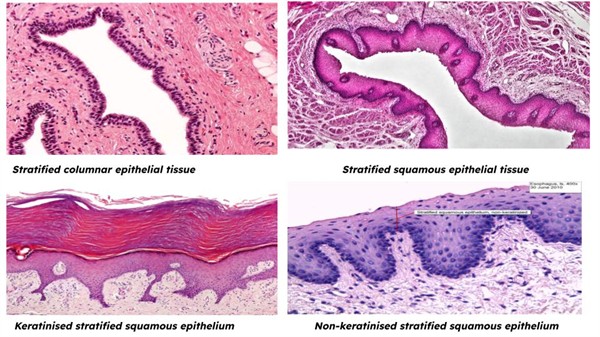 Untitled presentation (1).jpg