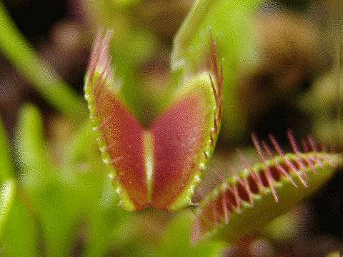flytrap.gif