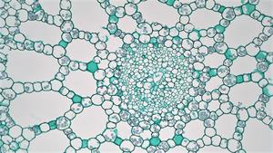 Aquatic_Monocot_Stem_Stele_in_Elodea_(36915457514) (1).jpg