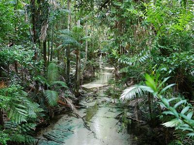 Rainforest_Creek_-_Fraser_Island.jpg