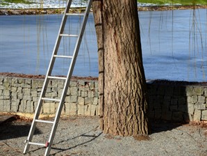 ladder tree.jpg