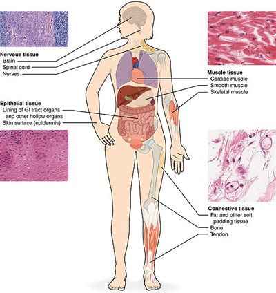565px401TypesofTissuejpg.jpg