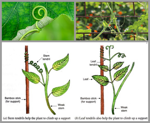 BeFunky-collage (3).png