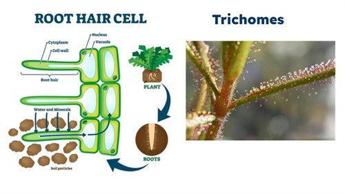 Class 7 Chapter 10 NCERT Exempler (2).jpg