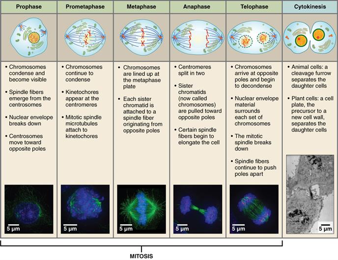 0331_Stages_of_Mitosis_and_Cytokinesis (1).jpg
