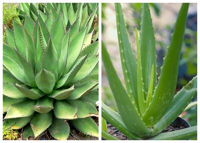 BeFunky-collage (28).jpg