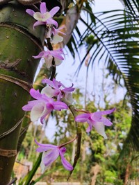 orchidcommen.jpg