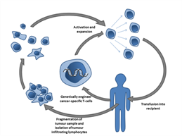 800pxAdoptiveTcelltherapyw498.png