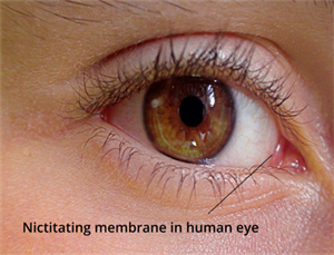 DesigningBioDivya23w937 (2).png