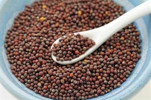 800px-Brown_Mustard_Seed_(Close).jpg