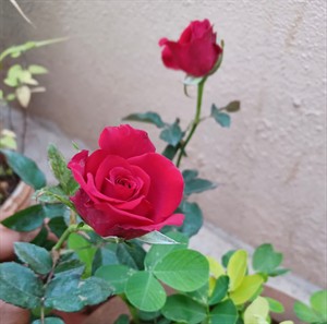 red rose.jpg