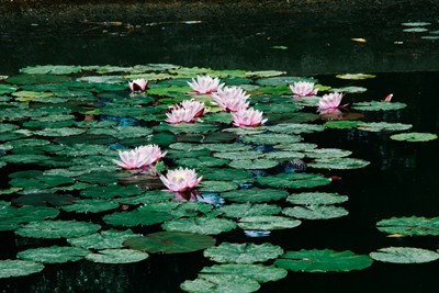 orkhan-farmanli-BekDDAMRdTY-unsplash.jpg