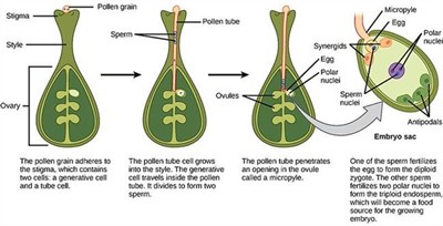 Figure320207w800w647.jpg