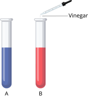 YCIND_260218_7999_vinegar.png