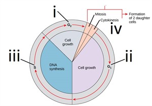 interphase.jpg