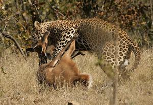 Leopard_kill_-_KNP_-_001.jpg