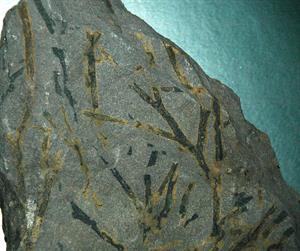 Aneurophyton_fossil_land_plants_(Devonian;_Gilboa,_southeastern_New_York_State,_USA)_(15334958580).jpg