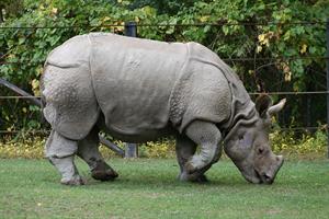1200px-Indian_Rhino_(Rhinoceros_unicornis)1_-_Relic38.jpg