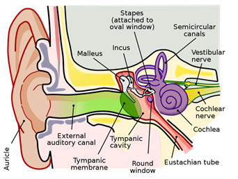 ear_1.png