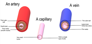 800pxArteryVeinCapillaryComparisonw658.png