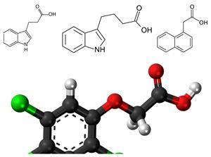 artificial auxins.jpg