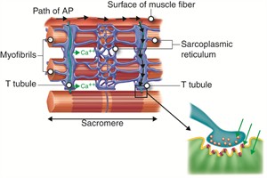 Muscle11w300.jpg