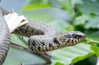 grass-snake-2104087_1280.jpg