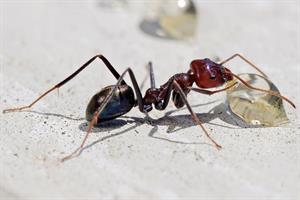 1200px-Meat_eater_ant_feeding_on_honey.jpg