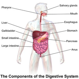 DigestiveSystem.png