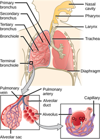 430pxFigure390106.png