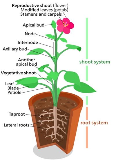 Screenshot 2021-05-13 101508.jpg