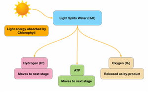 MindmapsDivya12fw400.png