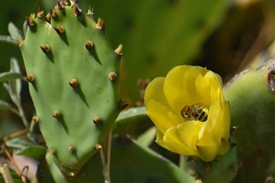 opuntia-6310632_960_720.jpg