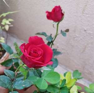 redrosew1275.jpg