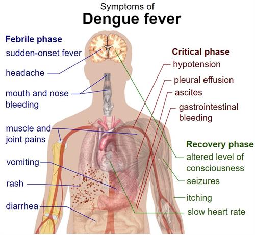dengu.jpg