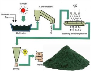 Spirulina-Stages..jpg