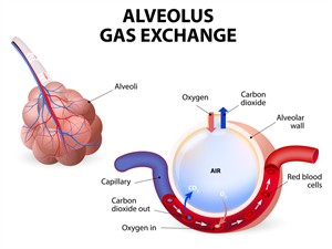 shutterstock239128069 Alveolar exchange.jpg