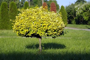 sapling-1439369_1280.jpg