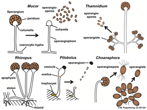 0605sporangiophoressporangiaconidialiberationofsporesMucoralesZygomycotaMPiepenbringw500.png