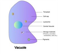 vacuolew400.jpg