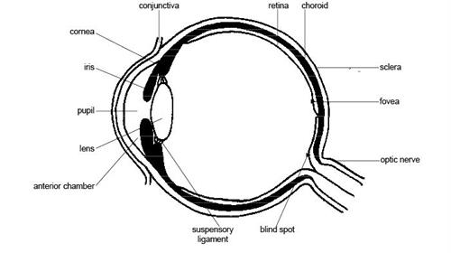 AnatomyandphysiologyofanimalsStructureoftheeye.jpg