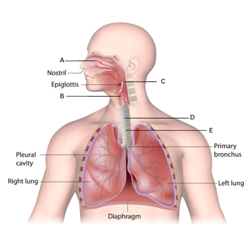 Label parts of Respiratory system.png