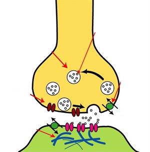 chemical synapase procedure.jpg
